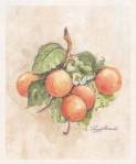 tea_peach_apricot